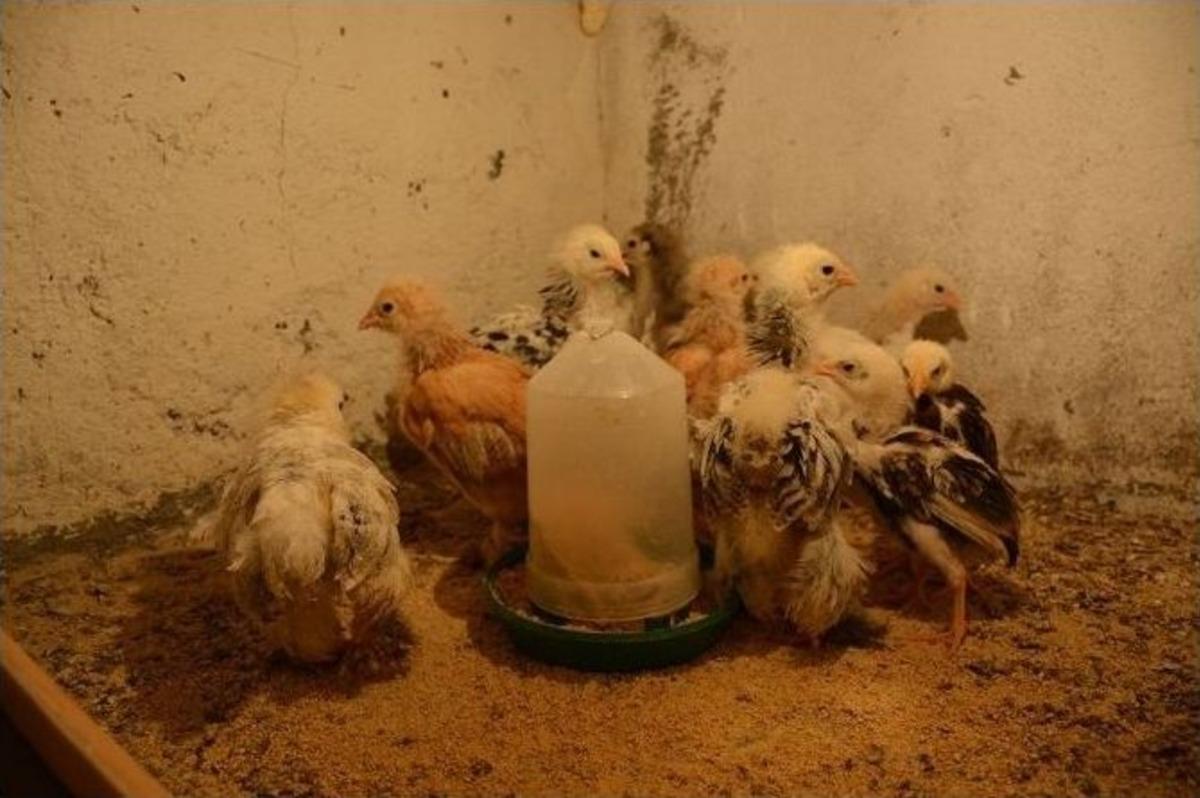 Bitlisli İş Adamı Hobisini &Ccedil;iftliğe D&ouml;n&uuml;şt&uuml;rd&uuml;