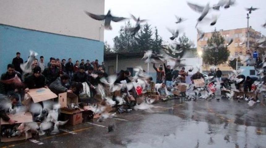 Şanlıurfa Semalarında 'g&uuml;vercin Savaşları'