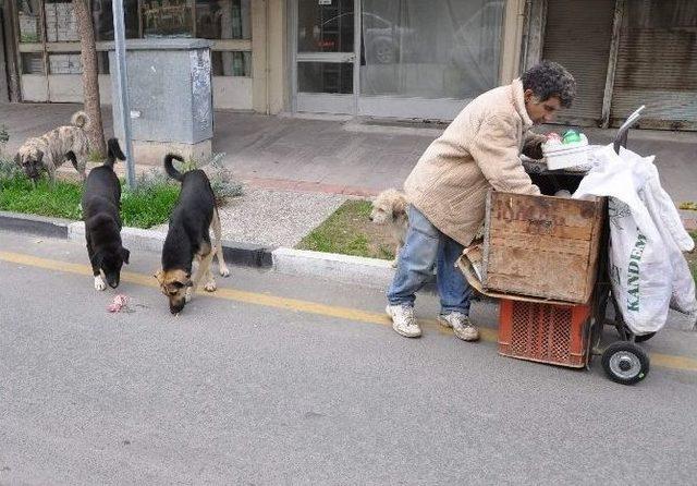 Zor Kazandığı Ekmeğini Köpekleriyle Paylaşıyor 1