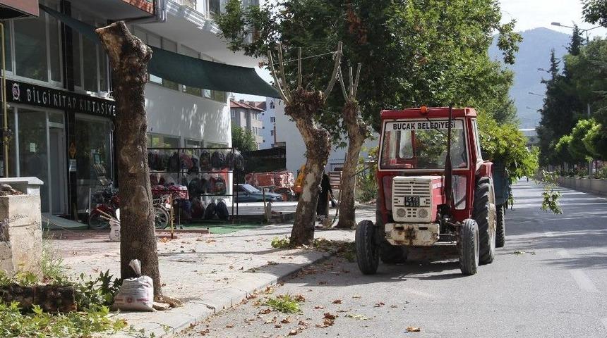 &Ccedil;ınar Ağa&ccedil;larına Bilin&ccedil;siz Budama Tepkisi