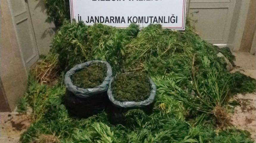 Bilecik&rsquo;te Kenevir Ve Esrar Maddeleri Ele Ge&ccedil;irildi