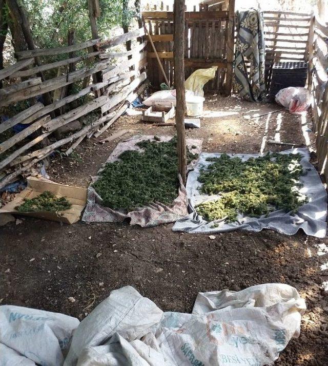 Bilecik&rsquo;te Kenevir Ve Esrar Maddeleri Ele Ge&ccedil;irildi 1