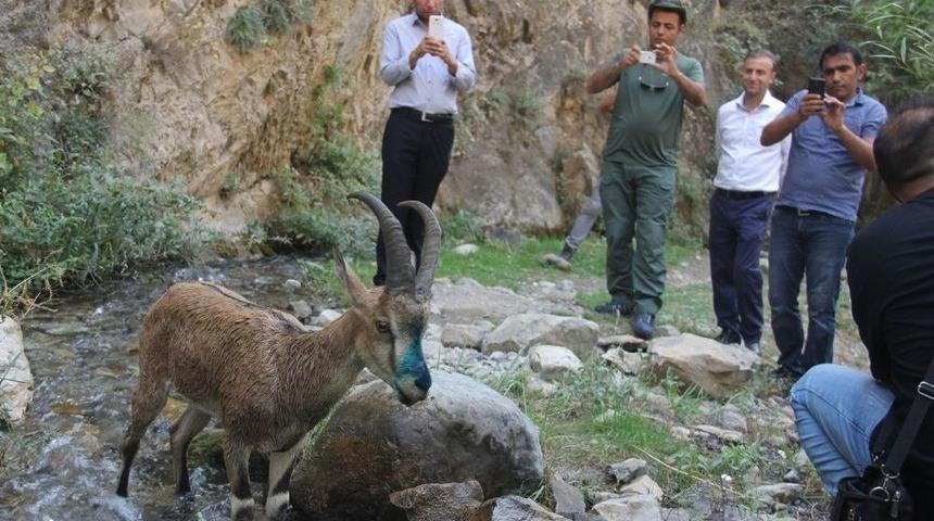 Tedavisi Tamamlana Yaban Ke&ccedil;isi Doğaya Bırakıldı