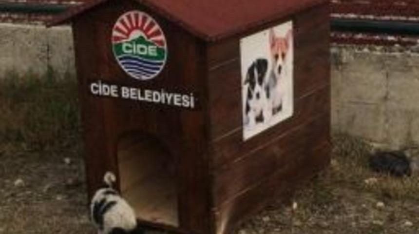 Belediyeden Sokak K&ouml;peklerine Kul&uuml;be