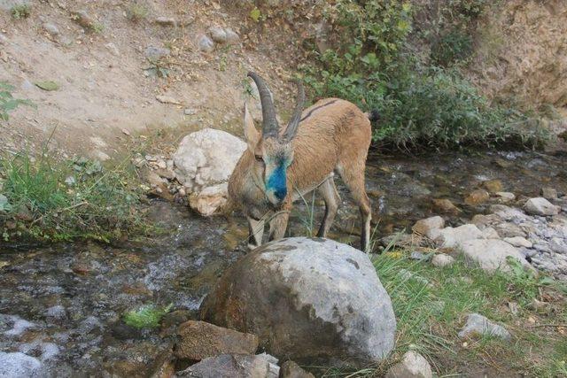 Tedavisi Tamamlana Yaban Ke&ccedil;isi Doğaya Bırakıldı 1