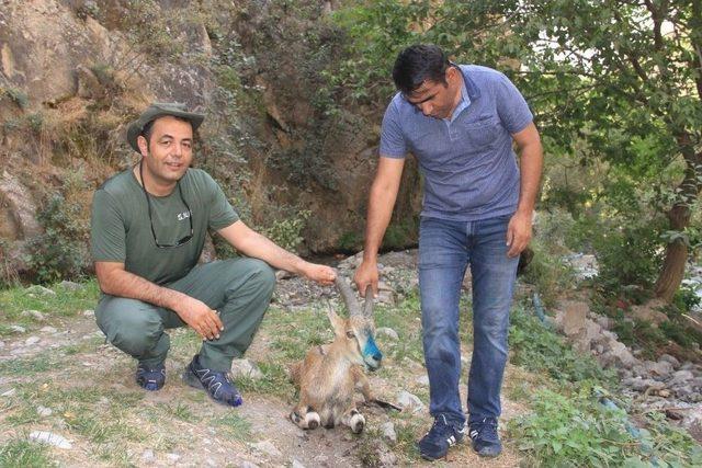 Tedavisi Tamamlana Yaban Ke&ccedil;isi Doğaya Bırakıldı 2