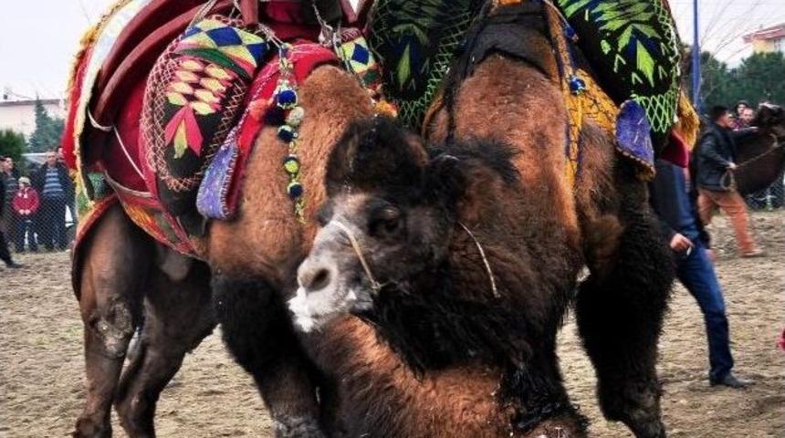 Aydın&rsquo;da Yılın İlk Deve G&uuml;reşi İncirliova&rsquo;da Yapıldı