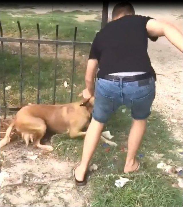 Seyhan Nehri’ne Düşen Köpeği Vatandaşlar Kurtardı 1