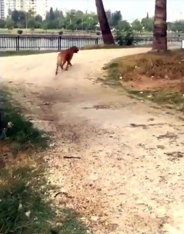 Seyhan Nehri’ne Düşen Köpeği Vatandaşlar Kurtardı 2