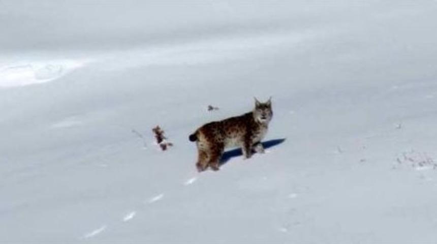 Nesli T&uuml;kenmekte Olan Vaşak Erzurum&rsquo;da G&ouml;r&uuml;ld&uuml;