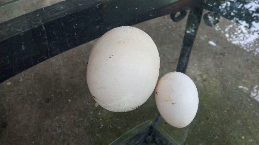 (özel Haber) Dev Tavuk Yumurtası Görenleri Şaşırttı