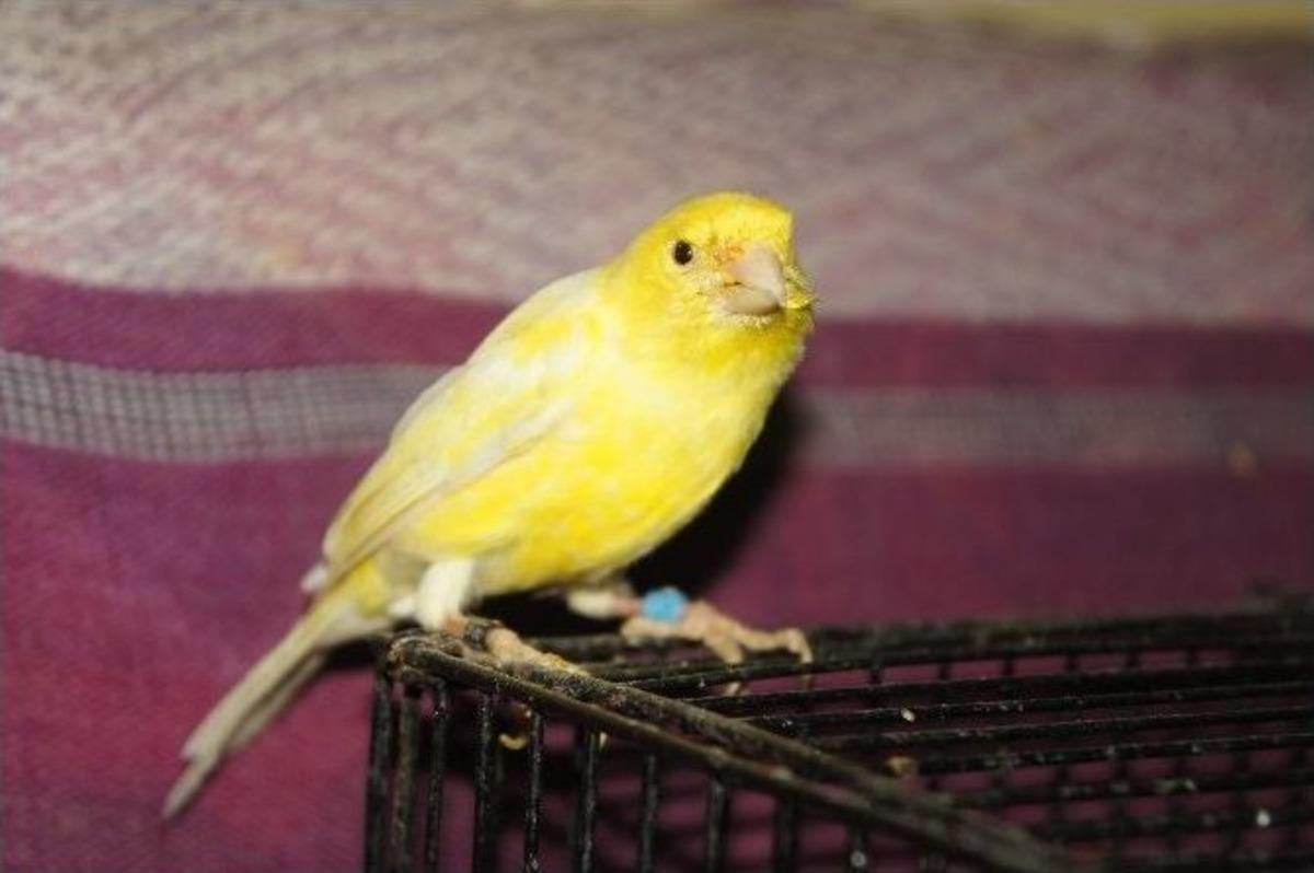 (&ouml;zel Haber) Fanatik Galatasaraylı, D&uuml;nya Şampiyonu Kanaryalar Yetiştiriyor