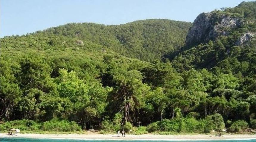 Milli Parkta Zeytin Toplama İhalesine Y&uuml;r&uuml;tmeyi Durdurma