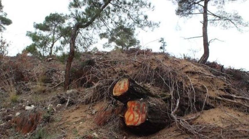 K&ouml;yl&uuml;lerden 'seyreltme" Adı Altında Ağa&ccedil; Katliamı İddiası