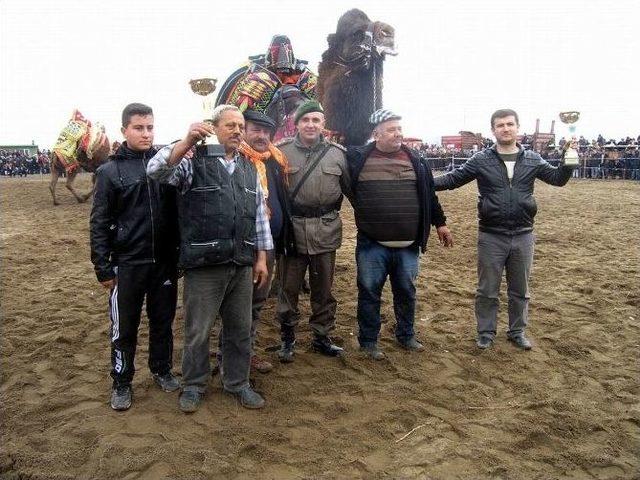 Sarıköy’de 5. Geleneksel Deve Güreşleri Heyecanı