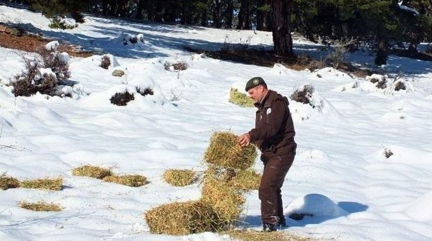 K&uuml;tahya&rsquo;da Yaban Hayata Yem Takviyesi