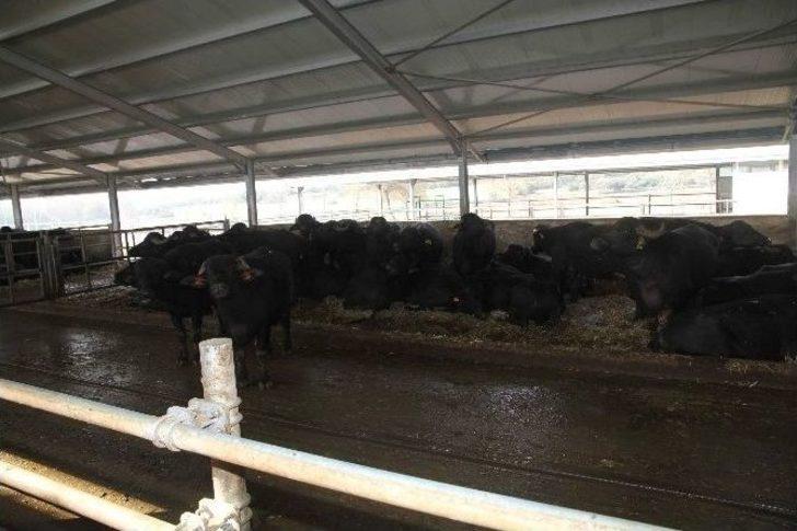 Büyükşehir, Hayvancılığın Önünü Açıyor G2