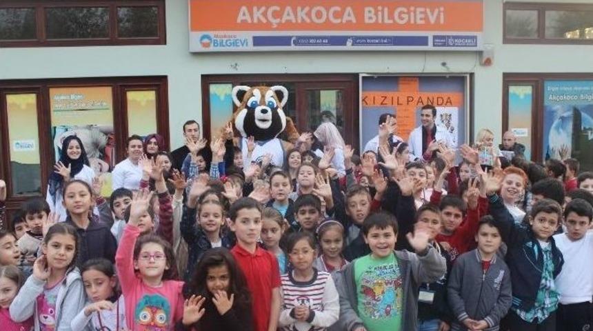 Bilgi Evleri, Kızıl Pandaya B&uuml;y&uuml;k İlgi G&ouml;sterdi