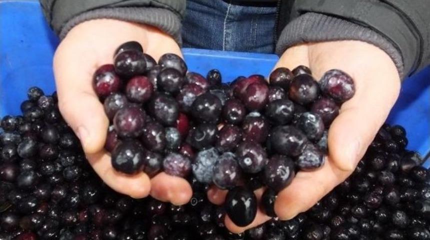 Burhaniye De Salamuralık Zeytin Alımı Sona Erdi