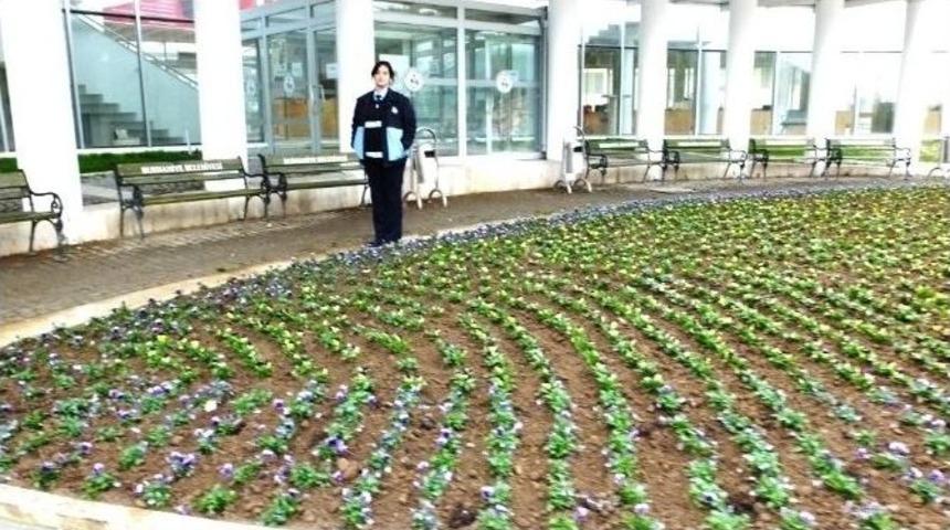 Burhaniye&rsquo; De S&uuml;s Havuzu &Ccedil;i&ccedil;eklik Oldu