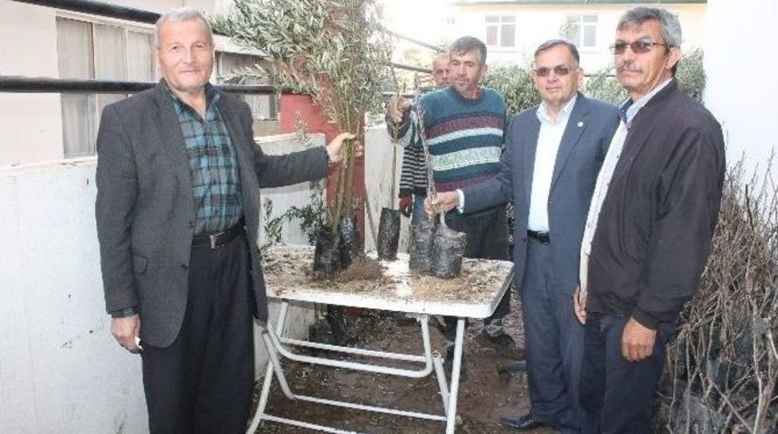 Kumluca Ziraat Odası Zeytin Ve Ceviz Fidanı Dağıttı