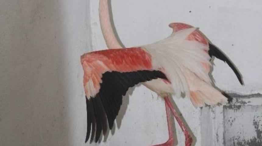 Yy&uuml;&rsquo;n&uuml;n Bir Yıllık Misafiri