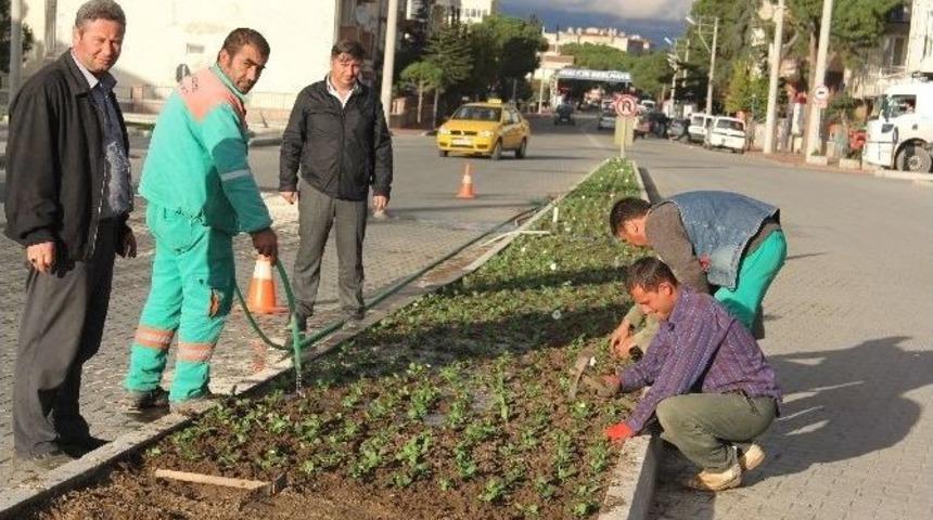 Burhaniye&rsquo;ye Kış &Ccedil;i&ccedil;ekleri