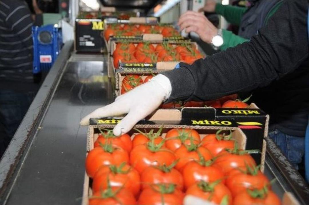 (&ouml;zel Haber) Antalya Hali&rsquo;nde Kış Mesaisi