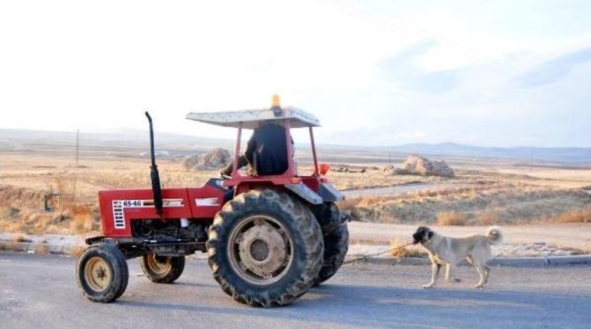 KAYBOLAN K&Ouml;PEĞİNİ, ZİNCİRLE TRAKT&Ouml;R&Uuml;N ARKASINA BAĞLAYIP G&Ouml;T&Uuml;RD&Uuml;