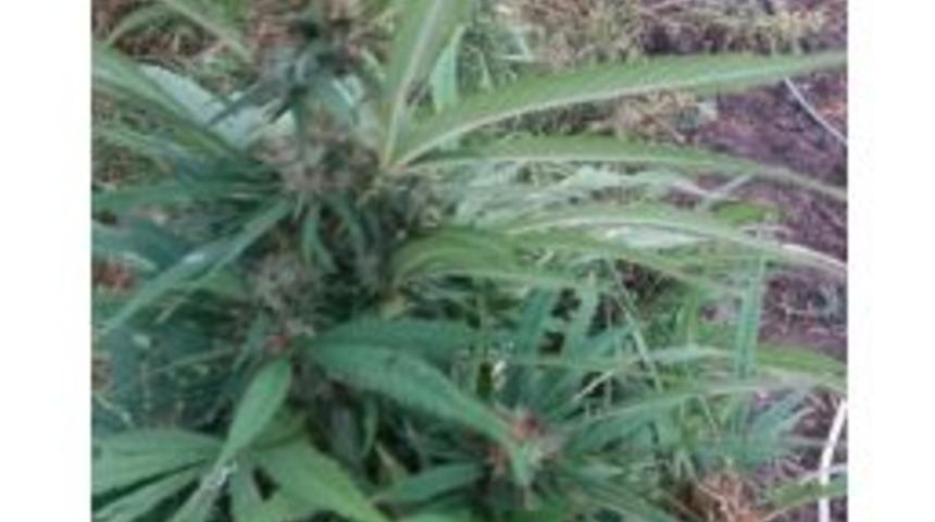 Tekirdağ&rsquo;da Uyuşturucu Operasyonu