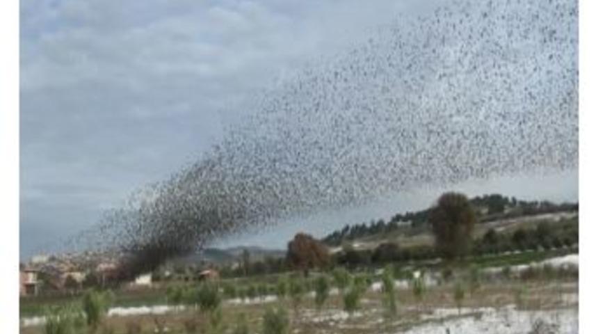 Sığırcıkların Dansı G&ouml;renleri B&uuml;y&uuml;ledi