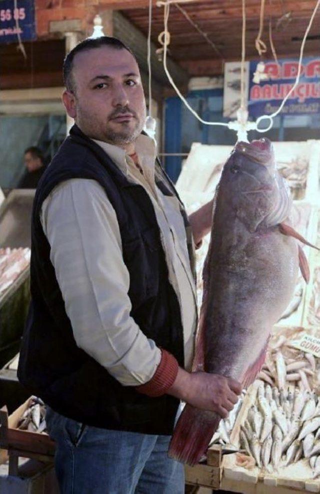 MERSİN DE 20 KİLOLUK LAGOS BALIĞI YAKALANDI 1