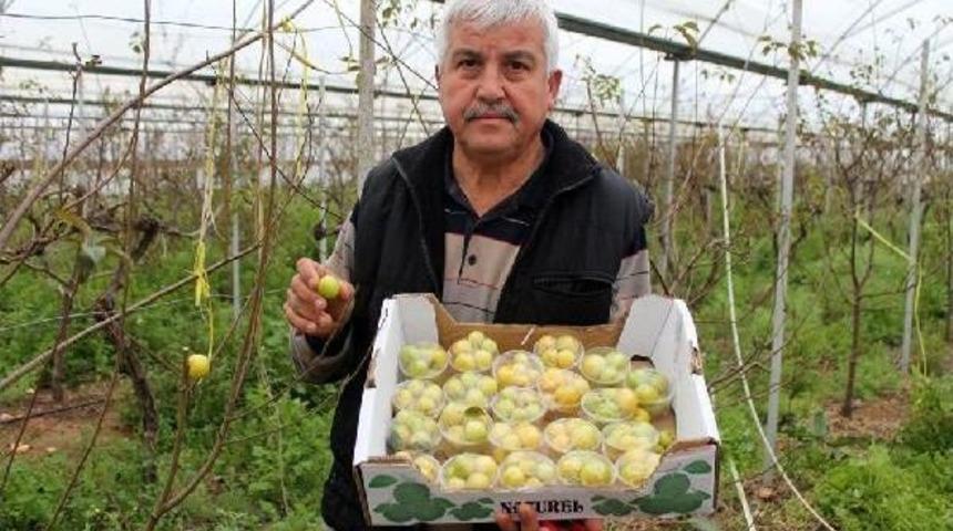 Erkenci Erik, Kilosu 100 Liradan İstanbul'a Satıldı