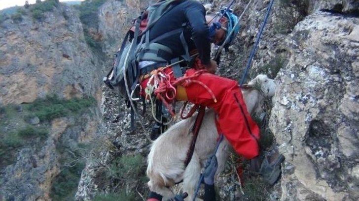 Her Şey İki Keçi İçin G1