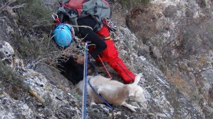 Her Şey İki Keçi İçin G5