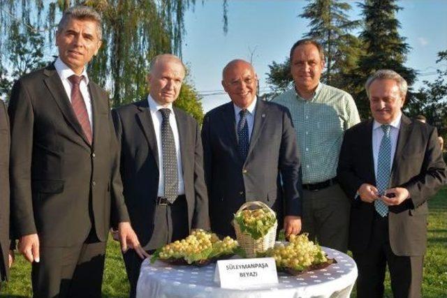 Tekirdağ'da Bağbozumu Festivali Başladı