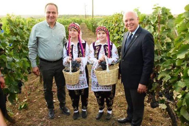 Tekirdağ'da Bağbozumu Festivali Başladı