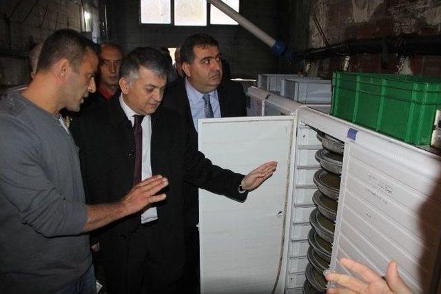 Rize&rsquo;de Yılın İlk Alabalık Sağımı Yapıldı 1