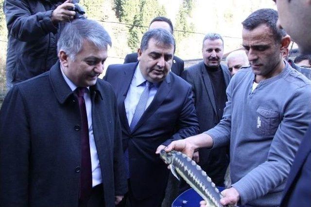 Rize&rsquo;de Yılın İlk Alabalık Sağımı Yapıldı 2