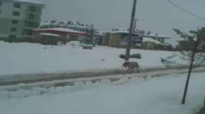 K&ouml;pek Yavrularını Kardan B&ouml;yle Korudu