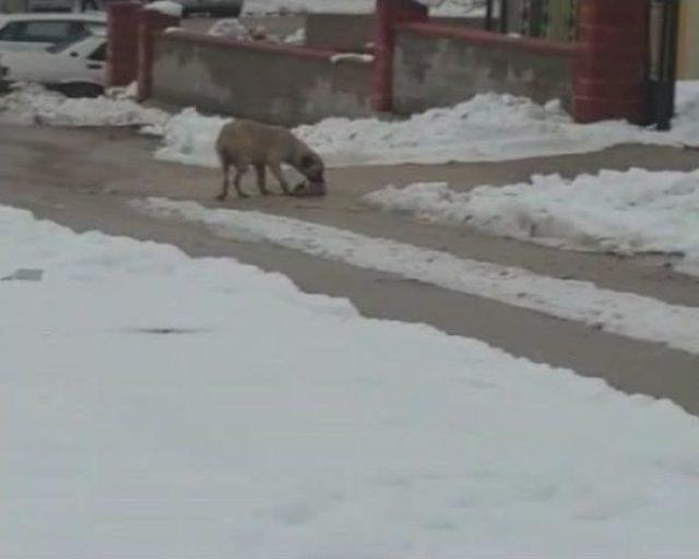 Köpek Yavrularını Kardan Böyle Korudu