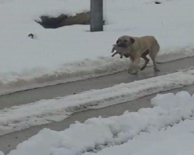 Köpek Yavrularını Kardan Böyle Korudu