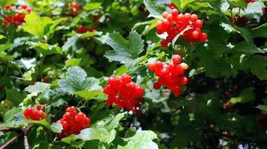 ERCİYES DAĞI'NDAKİ ENDEMİK T&Uuml;RLER KORUMA ALTINA ALINACAK