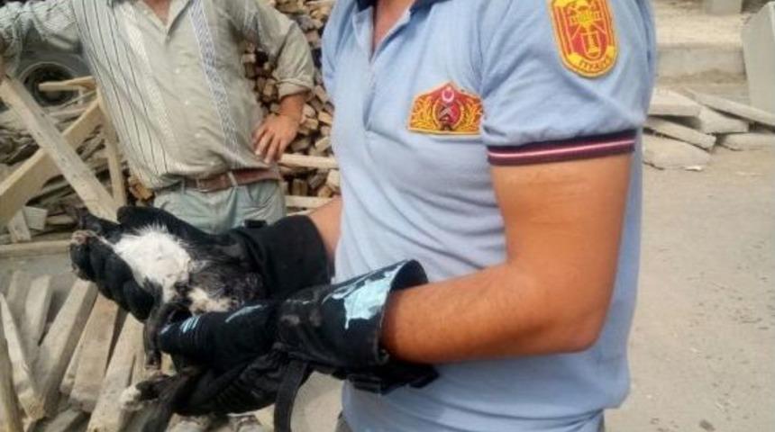 Konteynıra Sıkışan Kediyi İtfaiye Ekipleri Kurtardı