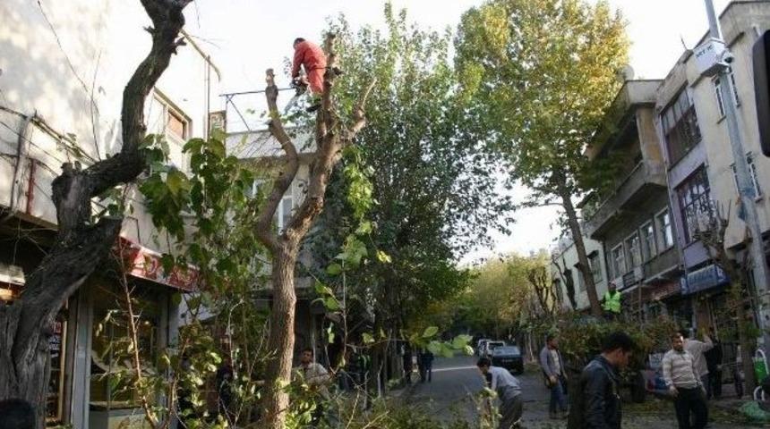 Yezidi Sığınmacılara Budama İşi