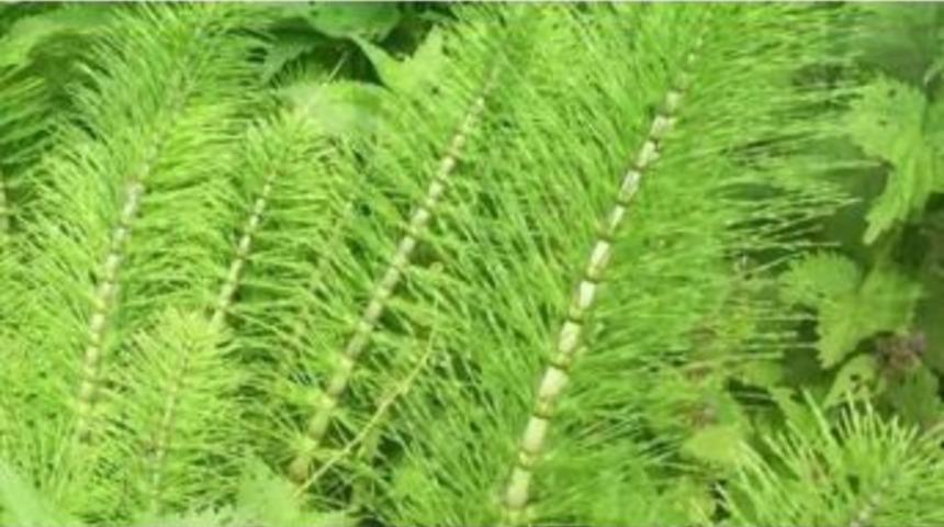 Silisyum Eksikliğinizi Kırkkilit Otu İle Tamamlayın