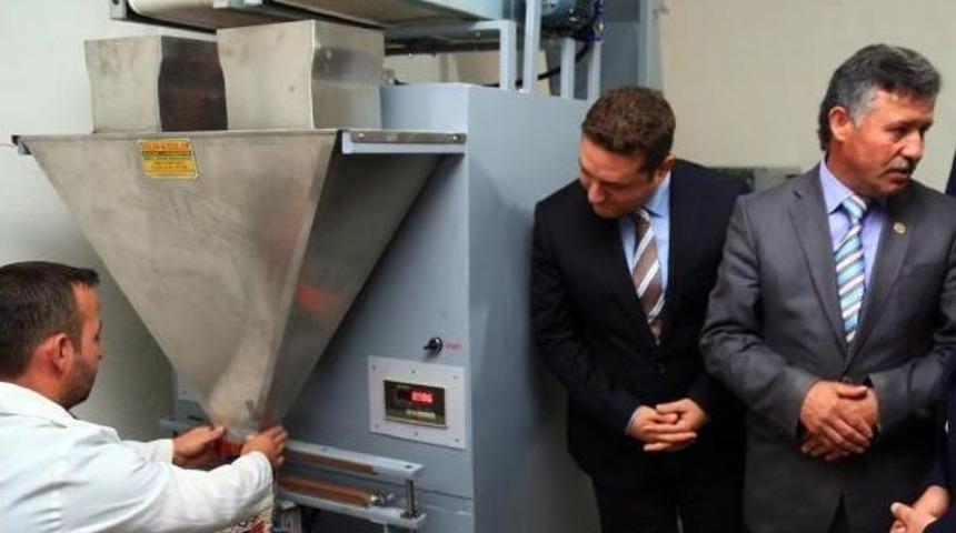 Akkuş Fasulyesi Tescillenince Fiyatı Katlandı