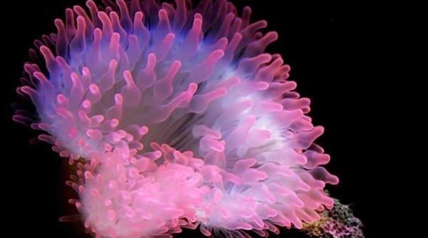 (&ouml;zel Haber) Marmaris Kıyılarında Anemon Tehlikesi