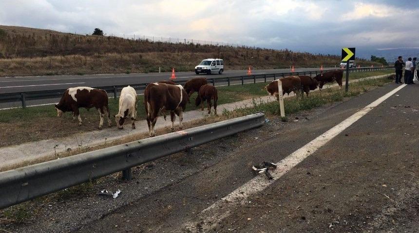 B&uuml;y&uuml;kbaş Hayvan Y&uuml;kl&uuml; Tır Devrildi: 1 Yaralı