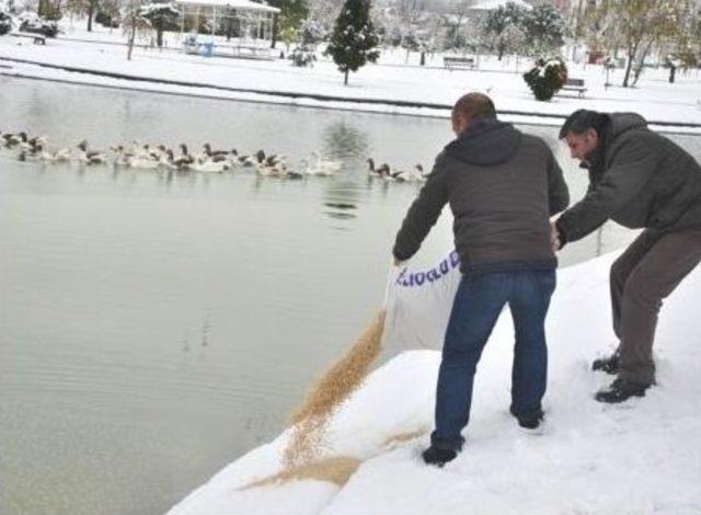 Bilecik’te Yaban Hayvanları İçin Doğaya Yiyecek Bırakıldı